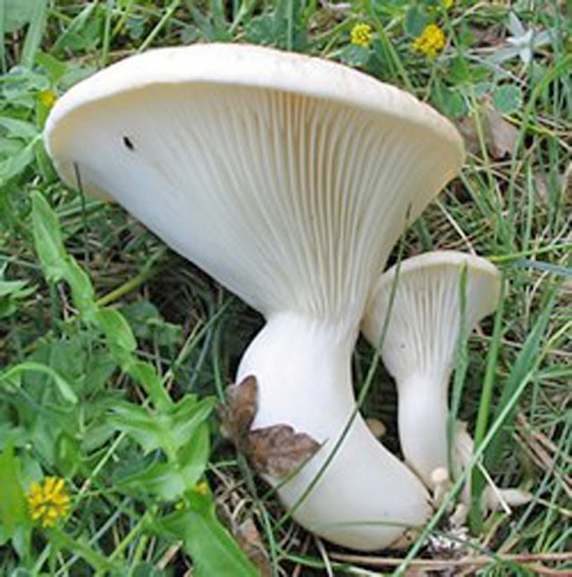 Η καλλιέργεια Pleurotus nebrodensis ως λύση για τη διάσωσή του