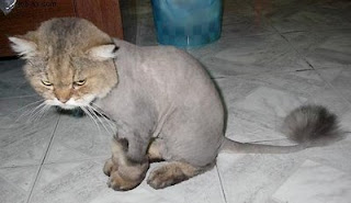 funny photo of shaved cat with evil eyes just cruel