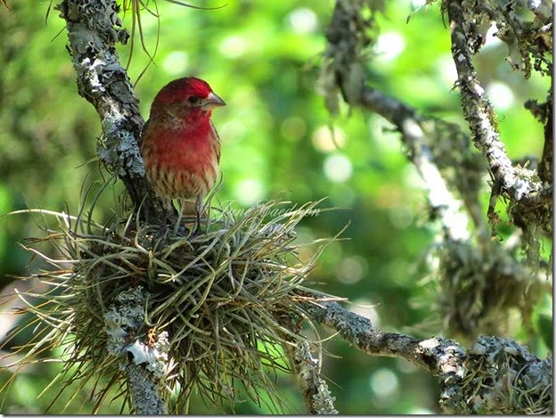 HouseFinch_male