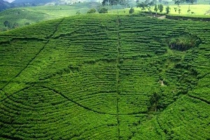 Kebun Teh Kemuning