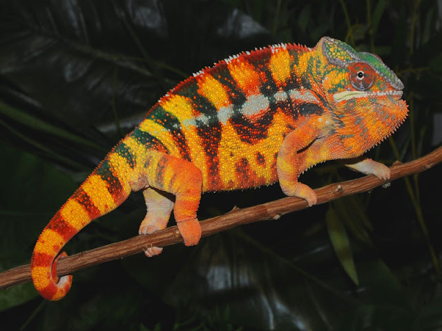 panther chameleon