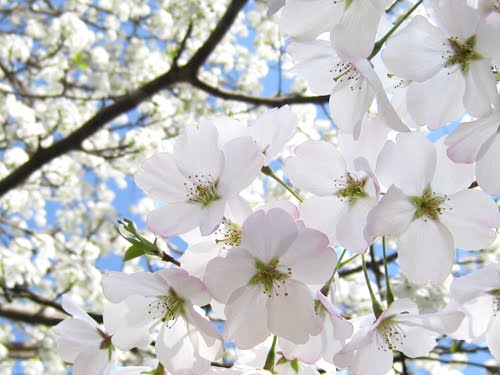 cherry blossom flower background. Yoshino Cherry blossoms with