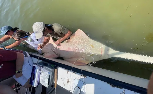 La découverte d'un poisson-scie de 13 pieds ravive l'espoir pour une espèce en danger dans la région de Cedar Key en Floride
