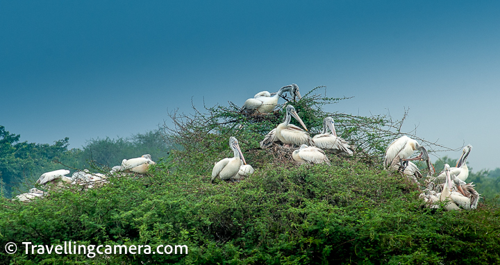 Located in the Nellore district of Andhra Pradesh, the Nellapattu Bird Sanctuary is a paradise for birdwatchers and nature lovers. Spread over an area of 404 hectares, the sanctuary is home to over 170 species of birds, both resident and migratory. The sanctuary is situated on the banks of the Pulicat Lake, making it an important wetland habitat for many bird species.