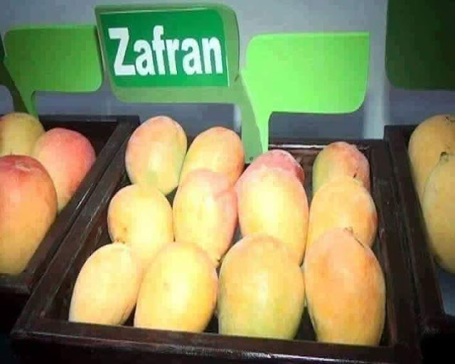 How many types of mangoes in Pakistan