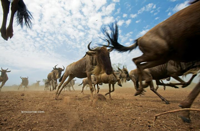 amazing wildlife on the move