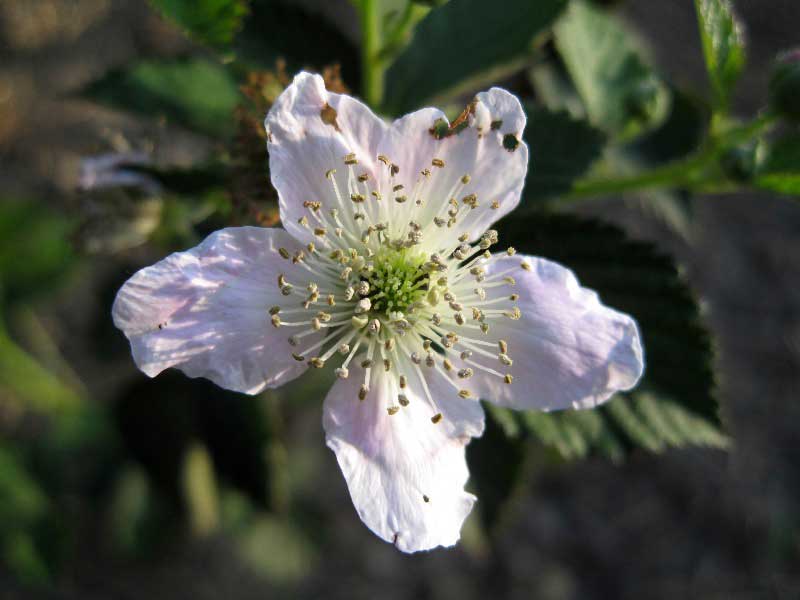 blackberry_flower