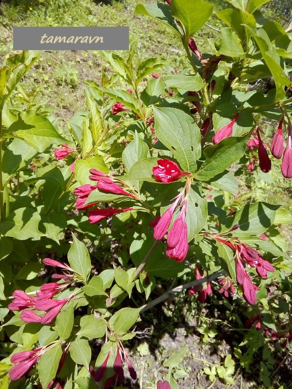 Вейгела 'Red Prince' (Weigela 'Red Prince')