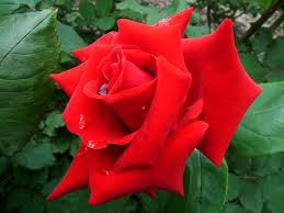 Love Rose 2