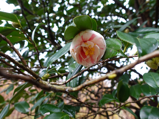 伯耆古代の丘公園のサザンカ（山茶花）