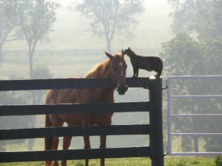 funny crazy animals photo of cat whispering to horse