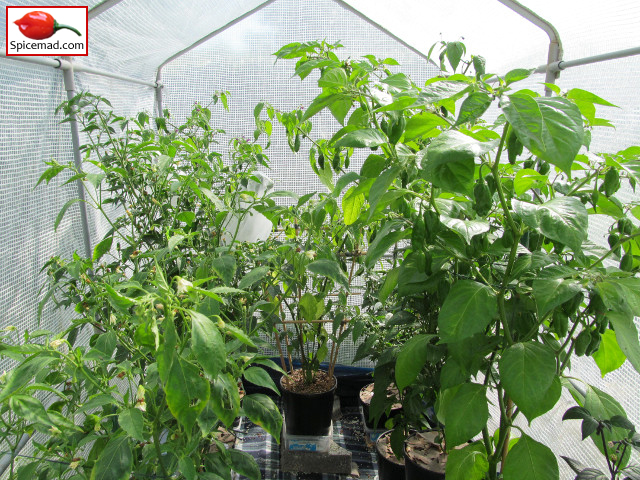 Chilli Plants in the Greenhouse - 10th July 2014