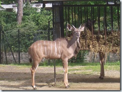 2008.05.26-003 grand koudou