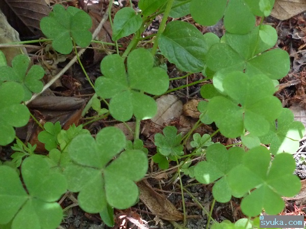 カタバミ オキザリス 食べられるでしょう 植物プチ写真図鑑1 食べられるの 食べられないの カタバミ オキザリス 食べられるでしょう 植物プチ写真図鑑1 食べられるの 食べられないの
