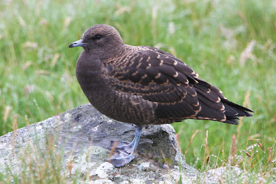 Arctic Skua Pic