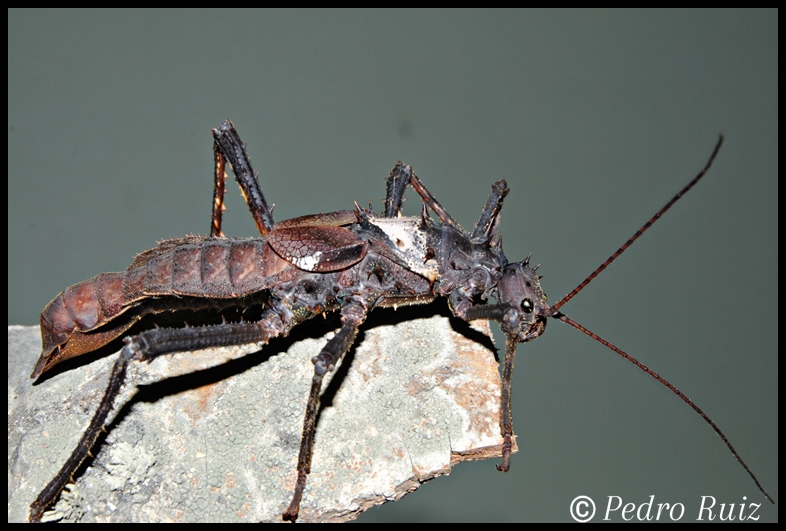 Hembra adulta de Haaniella dehaani, 10 cm de longitud