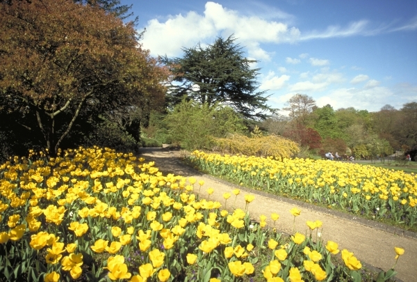 finish your Daffodil poem,