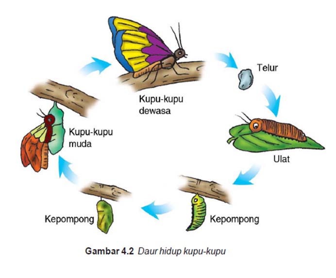 S C I E N C E: Proses Metamorfosis Kupu-kupu