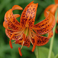 Лилия медеоловидная (Lilium medeoloides)