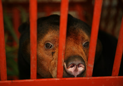 Bear Rescue Center Vietnam