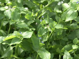 Commelina benghalensis - Comméline du Bengale