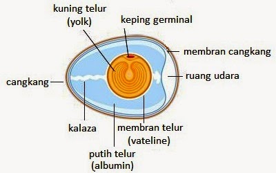  CIRI  CIRI  UMUM  DAN SISTEM REPRODUKSI HEWAN  KELAS AVES 