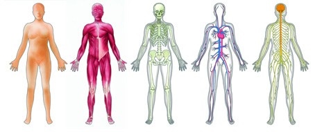 human anatomy,general divisions of human body,anatomy,body anatomy