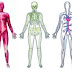 General Divisions Of Human Anatomy And Imaginary Planes Of The Body 