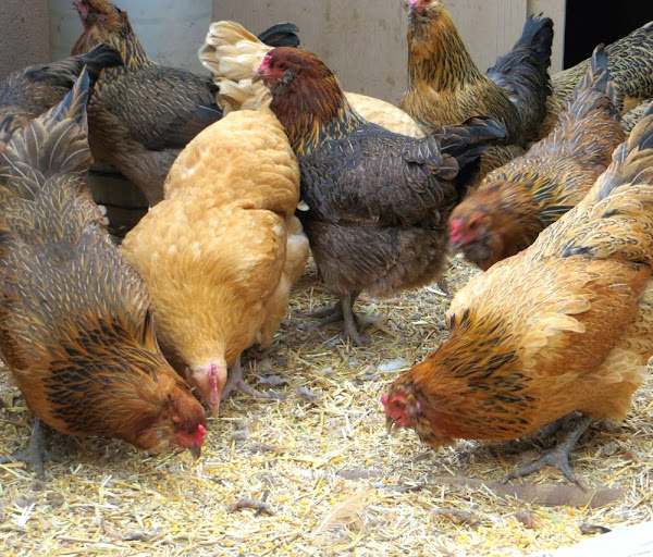 What To Feed Laying Hens Guide For Feeding Layer Chickens
