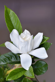 Gardenia plant in bloom in Puriscal, Costa Rica