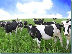 herd