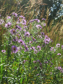 Aster sp.