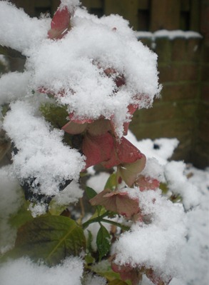 december2010 007