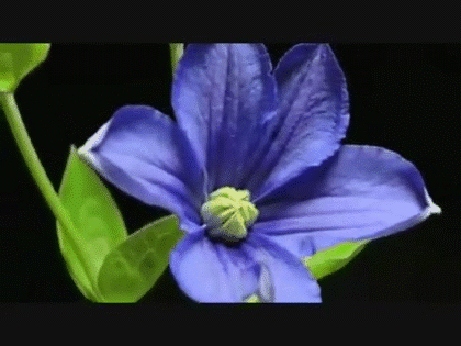 Resultado de imagem para gif animada flor se abrindo