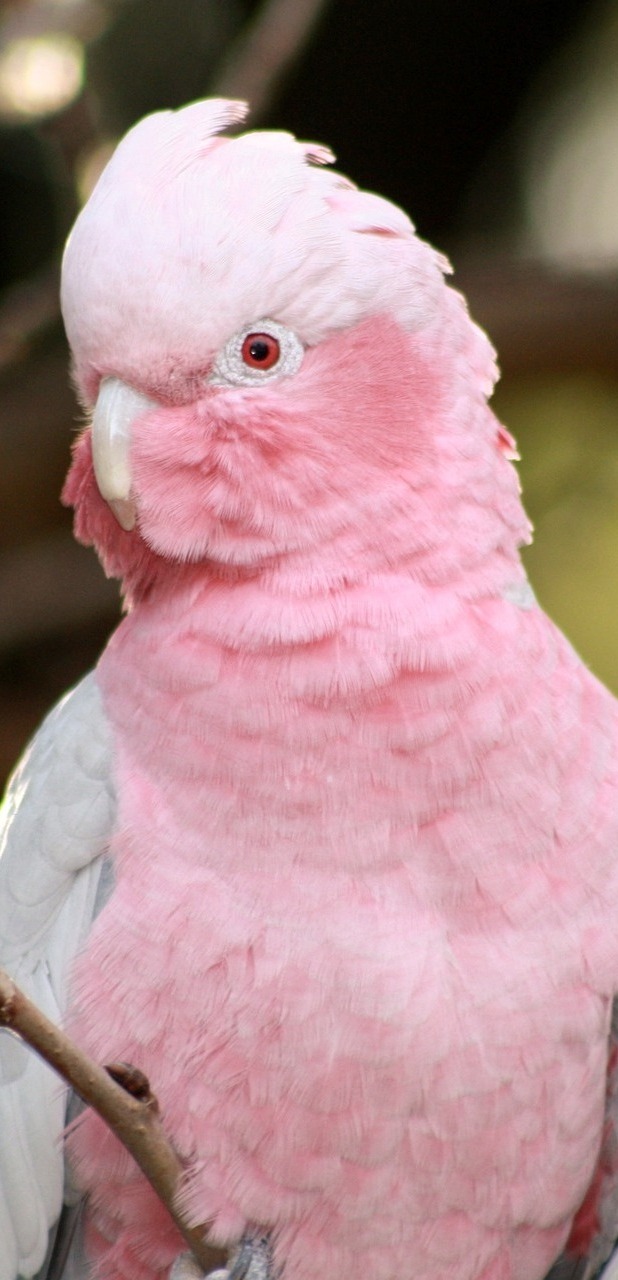Picture of a galah.