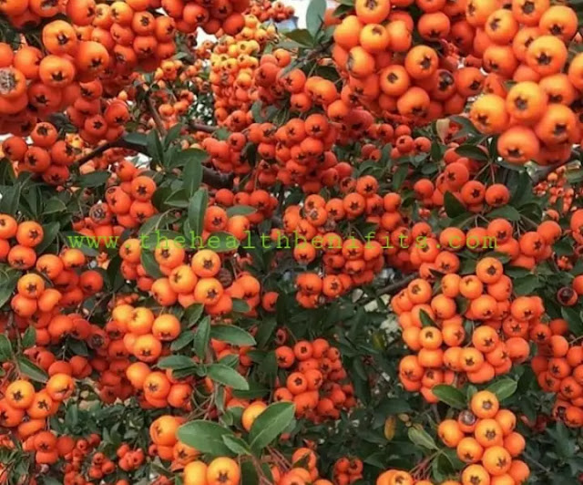 Sea buckthorn  top uses and effects