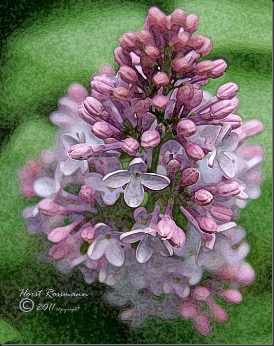 L1 lilac copy