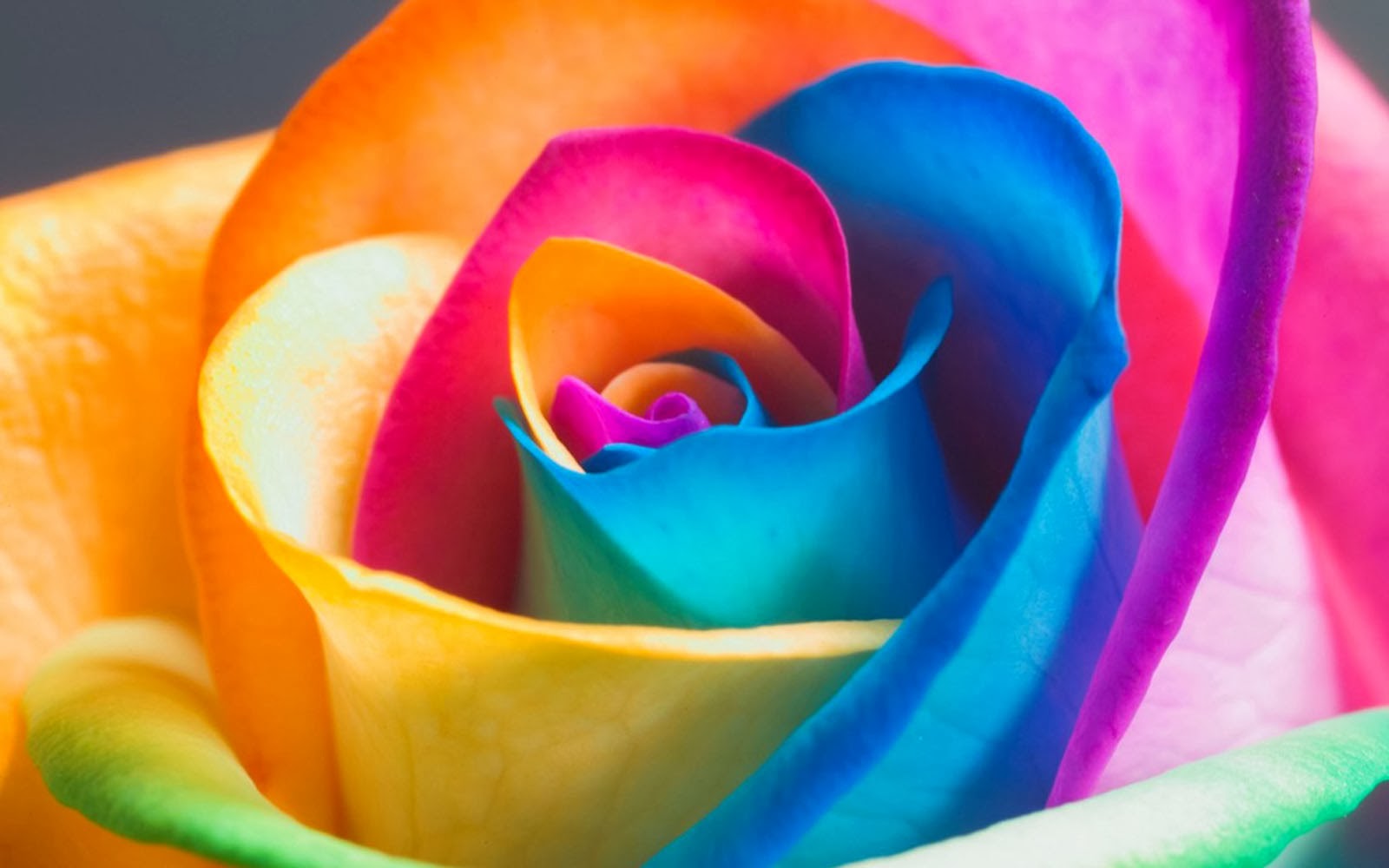 wallpapers Colorful Rose Wallpapers