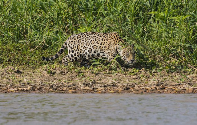 Jaguar attacks Caiman in Brazil