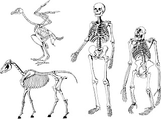 動物 人間の骨格構造 animal human skeleton structure イラスト素材