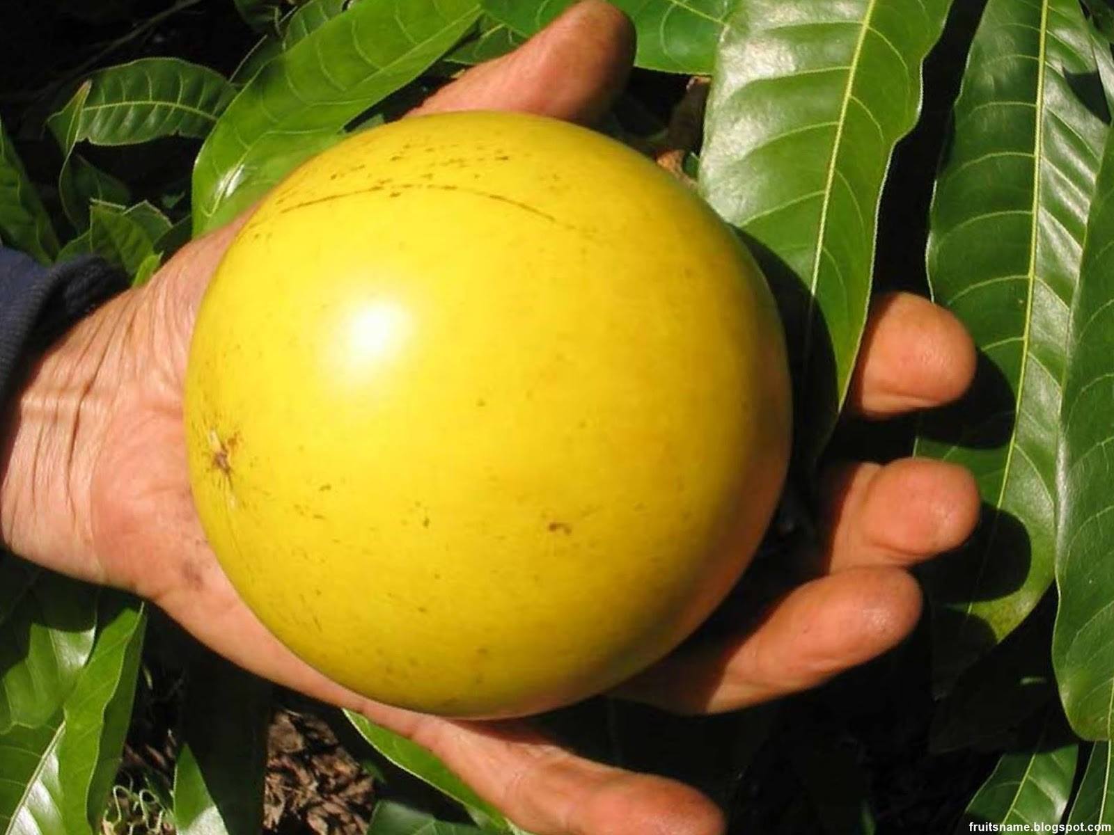 Everything you want to know about abiu fruit plant, how to plant abiu