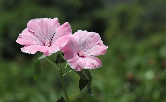 Annual Mallow Flowers Pictures