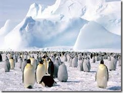 Penguins
