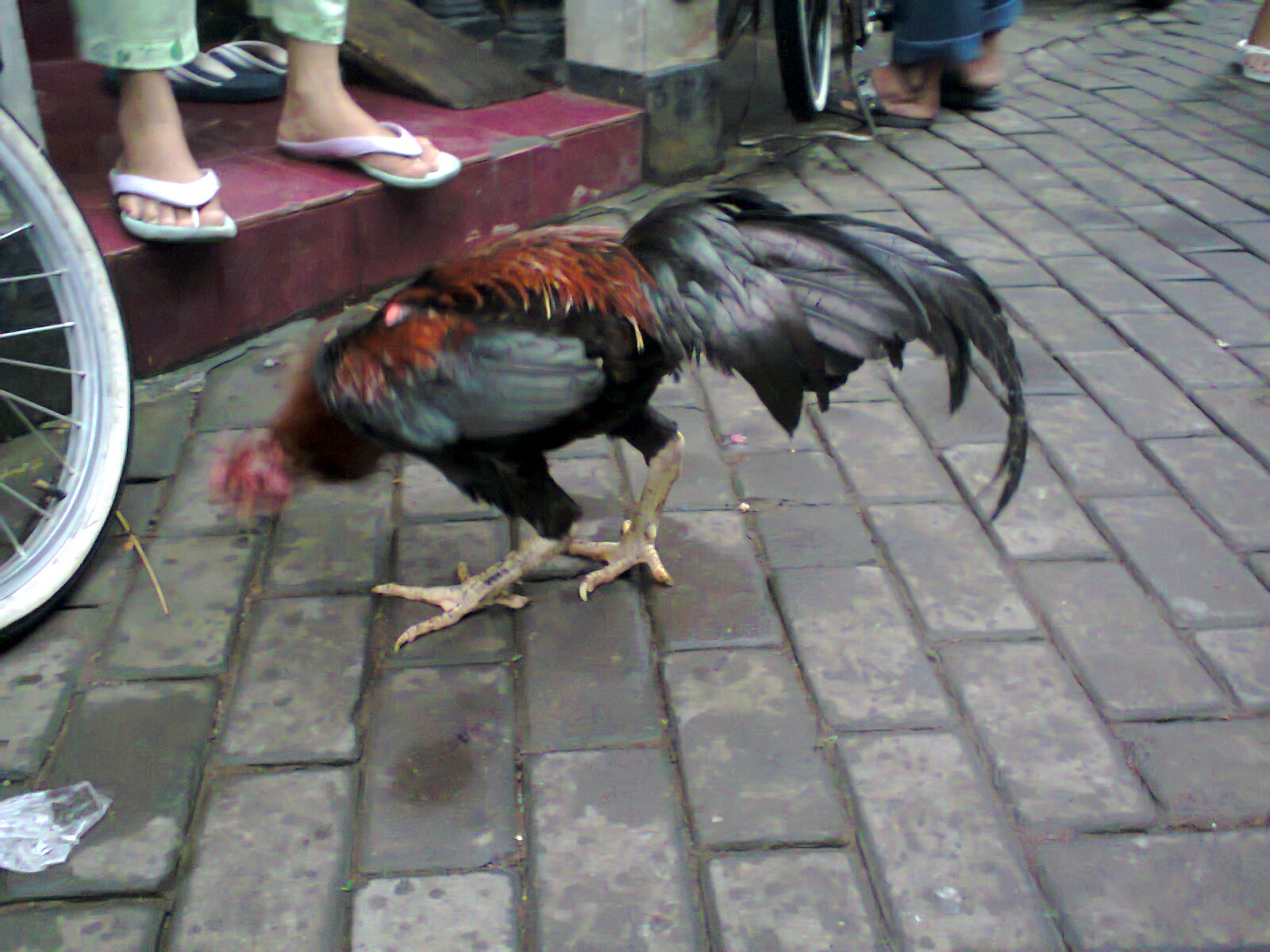  AYAM  JAGO  AYAM  ADUAN FOTO VIDEO KAMI