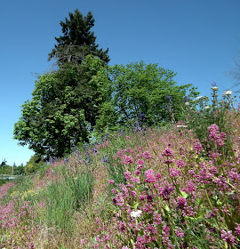 Blooming pathways in May- UBC Botanical Garden