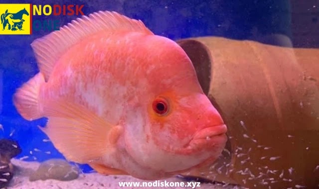 10. Midas Cichlid (10 to 12 years)