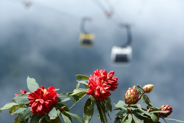 Do Quyen Flower Festival comes to Sapa