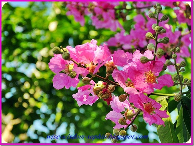 ดอกอินทนิลสีม่วง ดอกอินทนิลสีม่วง