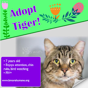 Adopt Tiger--Baltimore Humane Society