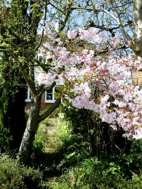 Pale pink blossom with my cottage in the background